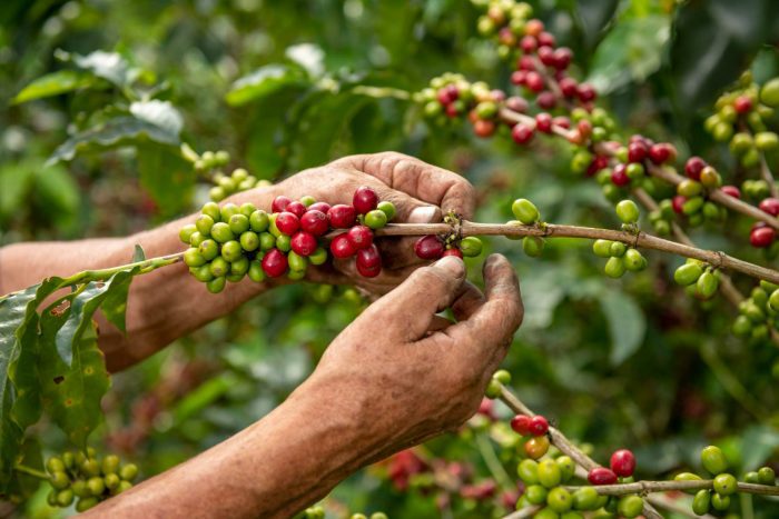 Afectaciones en la cadena de suministro del café por regulación de la Unión Europea